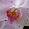 orhidea1